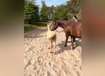 American Quarter Horse, Stute, 6 Jahre, Dunkelfuchs