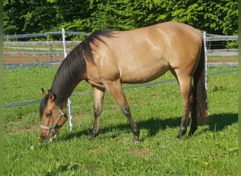 American Quarter Horse, Stute, 6 Jahre, Falbe