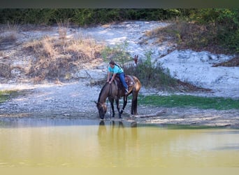 American Quarter Horse, Stute, 6 Jahre, Grullo