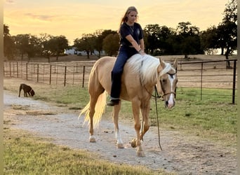 American Quarter Horse, Stute, 6 Jahre, Palomino