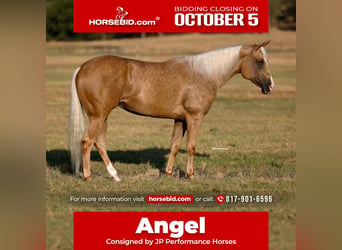 American Quarter Horse, Stute, 6 Jahre, Palomino