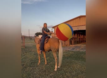 American Quarter Horse, Stute, 6 Jahre, Palomino