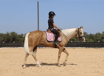 American Quarter Horse, Stute, 6 Jahre, Palomino