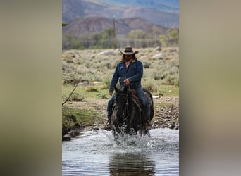 American Quarter Horse, Stute, 6 Jahre, Rappe