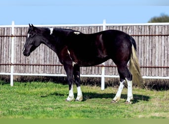 American Quarter Horse, Stute, 6 Jahre, Rappe