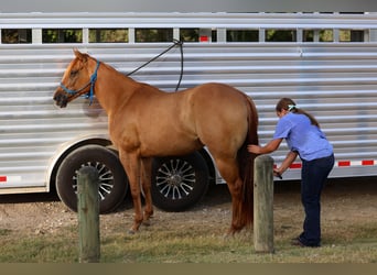 American Quarter Horse, Stute, 6 Jahre, Red Dun