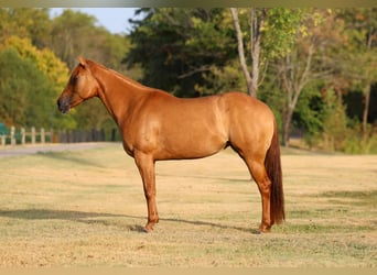 American Quarter Horse, Stute, 6 Jahre, Red Dun