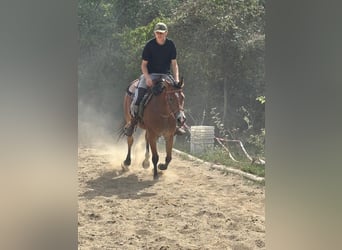 American Quarter Horse, Stute, 6 Jahre
