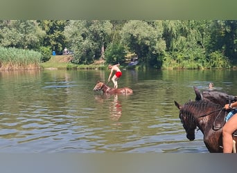 American Quarter Horse, Stute, 6 Jahre