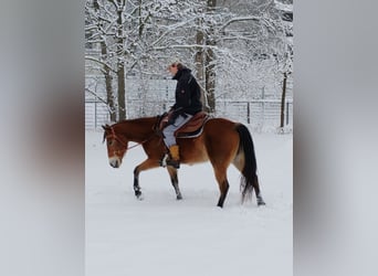American Quarter Horse, Stute, 6 Jahre