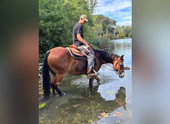American Quarter Horse, Stute, 6 Jahre