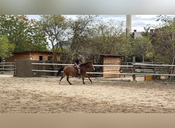 American Quarter Horse, Stute, 6 Jahre