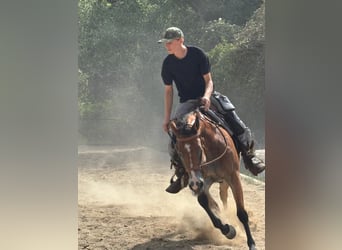 American Quarter Horse, Stute, 6 Jahre