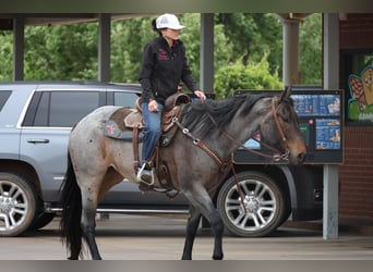 American Quarter Horse, Stute, 6 Jahre, Roan-Bay