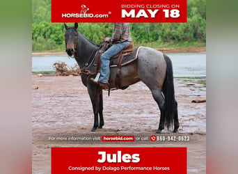 American Quarter Horse, Stute, 6 Jahre, Roan-Bay