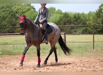 American Quarter Horse, Stute, 6 Jahre, Roan-Bay