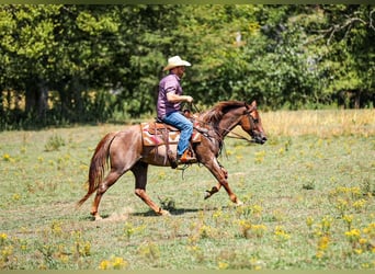 American Quarter Horse, Stute, 6 Jahre, Roan-Red