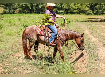 American Quarter Horse, Stute, 6 Jahre, Roan-Red