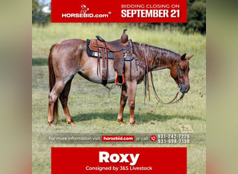 American Quarter Horse, Stute, 6 Jahre, Roan-Red