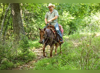 American Quarter Horse, Stute, 6 Jahre, Roan-Red