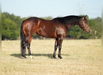 American Quarter Horse, Stute, 6 Jahre, Rotbrauner