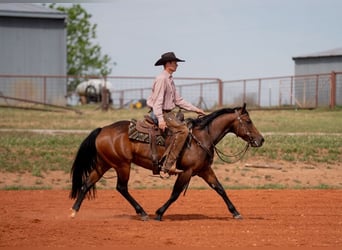 American Quarter Horse, Stute, 6 Jahre, Rotbrauner
