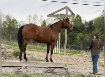 American Quarter Horse, Stute, 6 Jahre, Rotbrauner