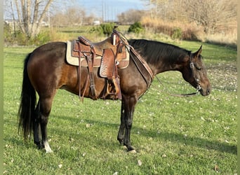 American Quarter Horse, Stute, 6 Jahre, Rotbrauner