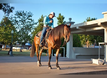 American Quarter Horse, Stute, 6 Jahre, Rotbrauner