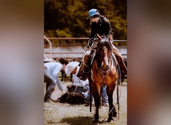 American Quarter Horse, Stute, 6 Jahre, Rotbrauner