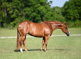American Quarter Horse, Stute, 6 Jahre, Rotfuchs