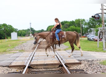 American Quarter Horse, Stute, 6 Jahre, Rotfuchs