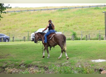 American Quarter Horse, Stute, 6 Jahre, Rotfuchs