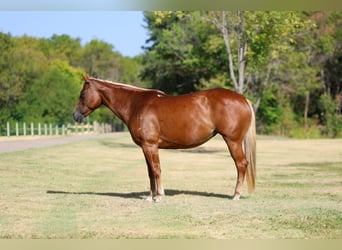 American Quarter Horse, Stute, 6 Jahre, Rotfuchs