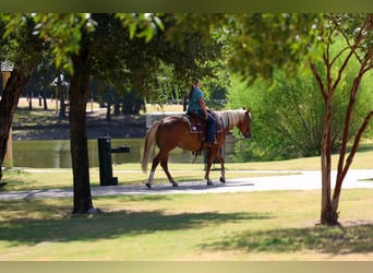 American Quarter Horse, Stute, 6 Jahre, Rotfuchs