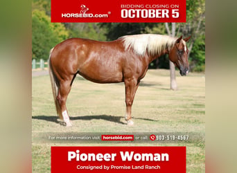 American Quarter Horse, Stute, 6 Jahre, Rotfuchs