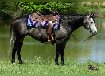 American Quarter Horse, Stute, 6 Jahre, Schimmel