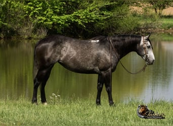 American Quarter Horse, Stute, 6 Jahre, Schimmel