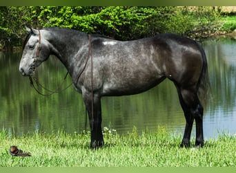 American Quarter Horse, Stute, 6 Jahre, Schimmel