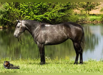 American Quarter Horse, Stute, 6 Jahre, Schimmel