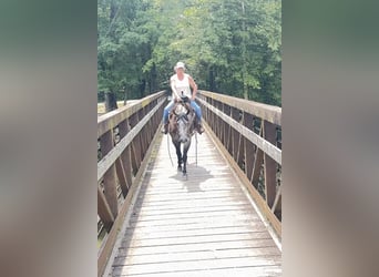 American Quarter Horse, Stute, 6 Jahre, Schimmel