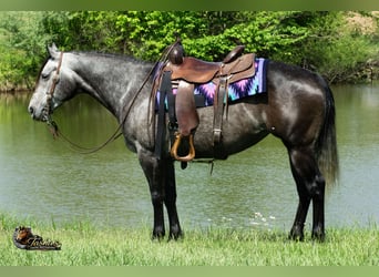 American Quarter Horse, Stute, 6 Jahre, Schimmel