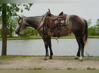 American Quarter Horse, Stute, 6 Jahre, Schimmel