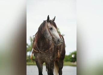American Quarter Horse, Stute, 6 Jahre, Schimmel
