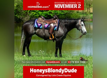 American Quarter Horse, Stute, 6 Jahre, Schimmel