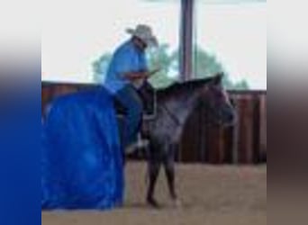 American Quarter Horse, Stute, 7 Jahre, 137 cm, Rotbrauner
