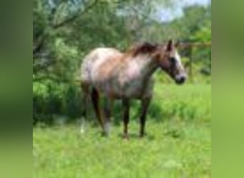 American Quarter Horse, Stute, 7 Jahre, 137 cm, Rotbrauner
