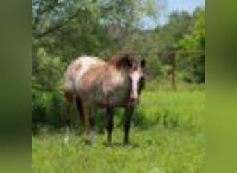 American Quarter Horse, Stute, 7 Jahre, 137 cm, Rotbrauner