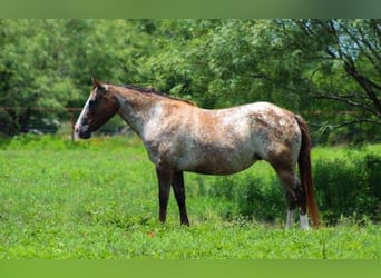 American Quarter Horse, Stute, 7 Jahre, 137 cm, Rotbrauner
