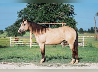 American Quarter Horse, Stute, 7 Jahre, 140 cm, Buckskin